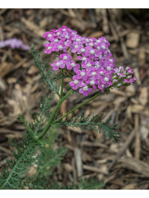 Achillea millefolium (Common yarrow) #49206