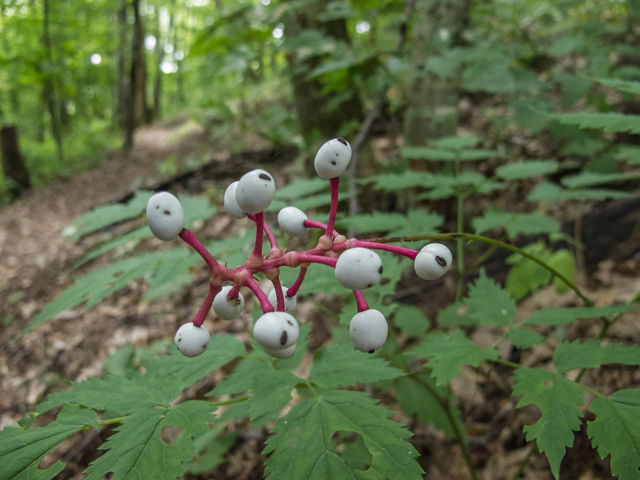 Actaea pachypoda (White baneberry) #49562