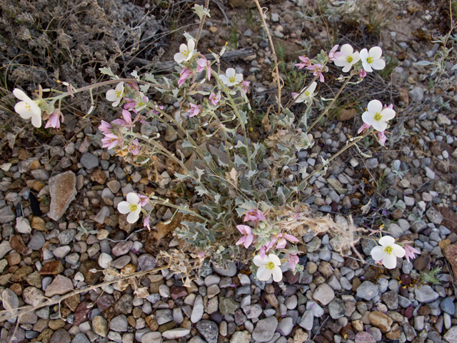 Nerisyrenia camporum (Bicolor fanmustard) #49726