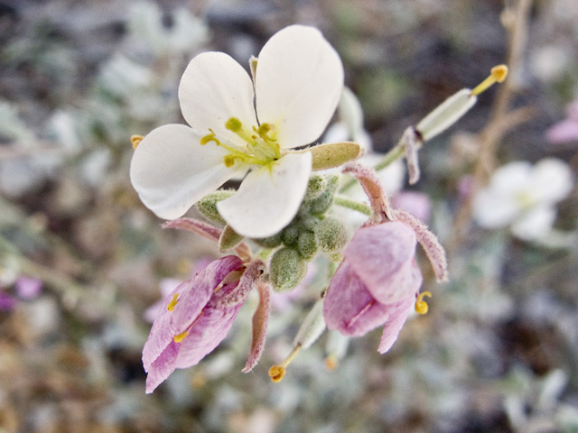 Nerisyrenia camporum (Bicolor fanmustard) #49727