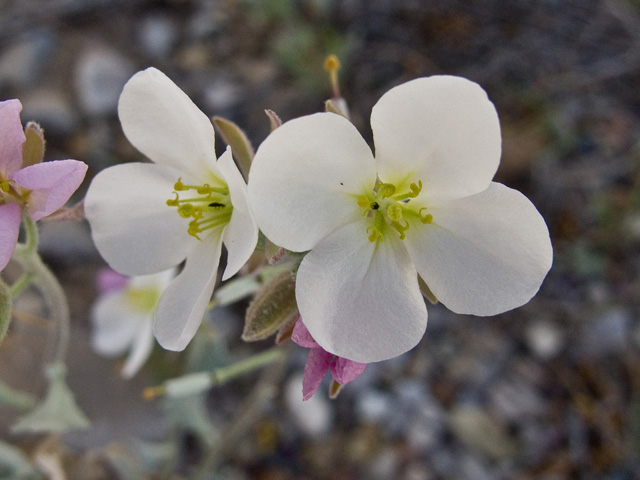 Nerisyrenia camporum (Bicolor fanmustard) #49728