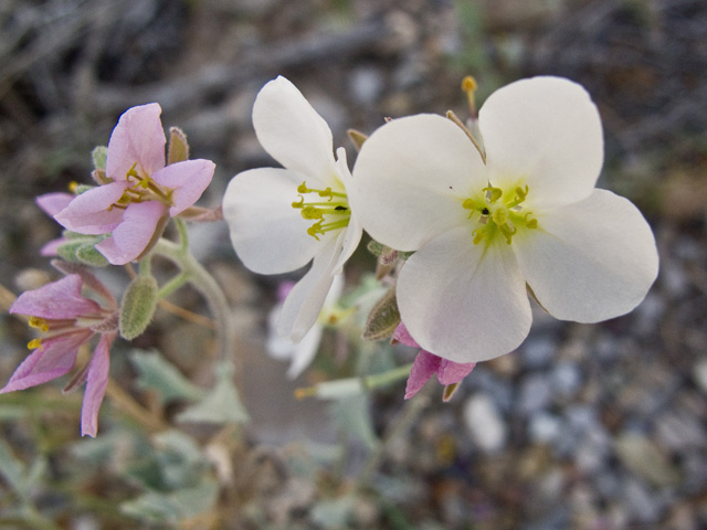 Nerisyrenia camporum (Bicolor fanmustard) #49729