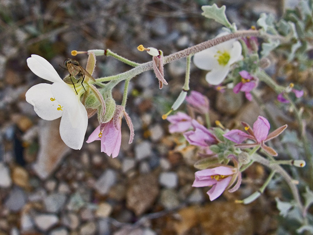 Nerisyrenia camporum (Bicolor fanmustard) #49730