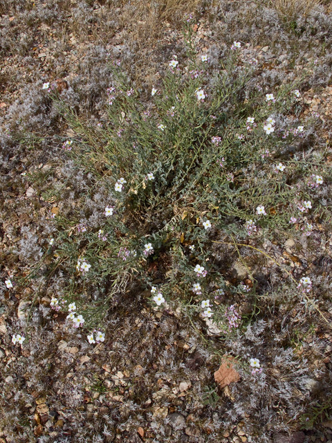 Nerisyrenia camporum (Bicolor fanmustard) #49773