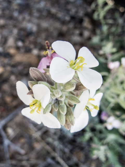 Nerisyrenia camporum (Bicolor fanmustard) #49868