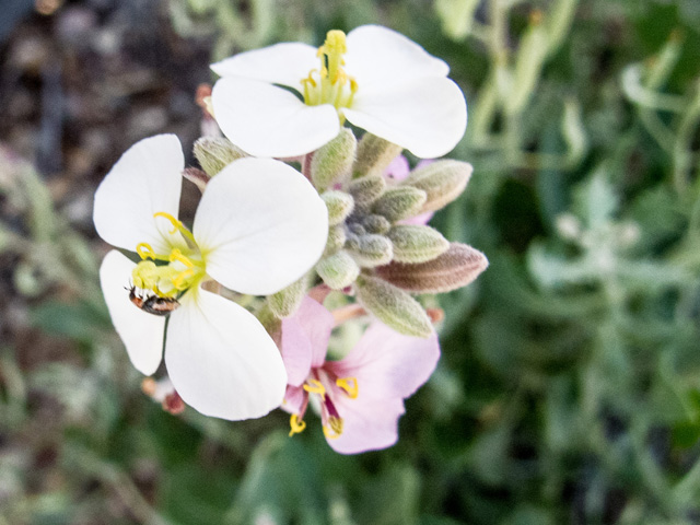 Nerisyrenia camporum (Bicolor fanmustard) #49869