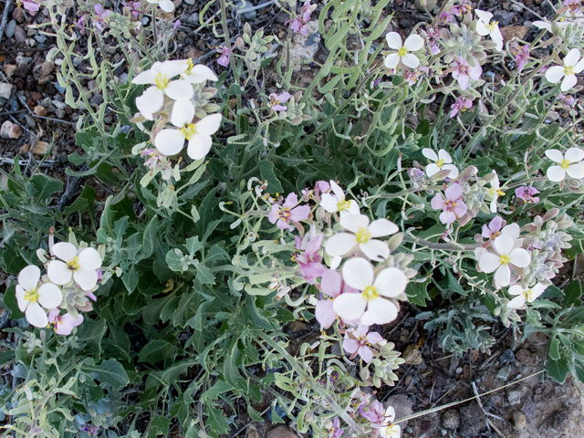 Nerisyrenia camporum (Bicolor fanmustard) #49870