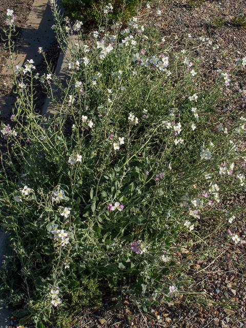 Nerisyrenia camporum (Bicolor fanmustard) #49871