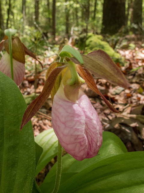 Cypripedium acaule (Moccasin flower) #58531