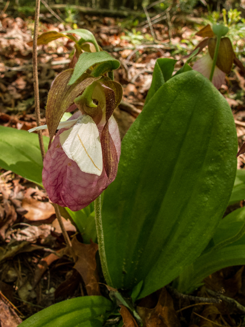 Cypripedium acaule (Moccasin flower) #58533