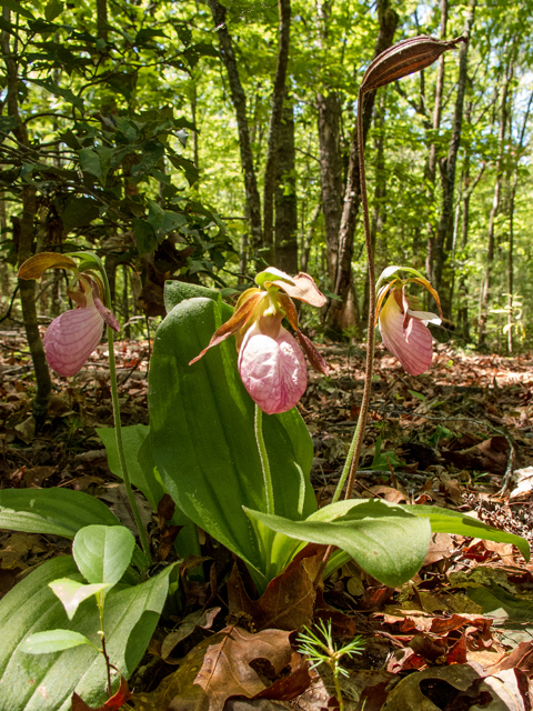 Cypripedium acaule (Moccasin flower) #58534