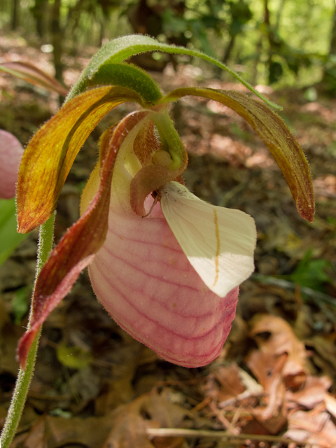 Cypripedium acaule (Moccasin flower) #58535