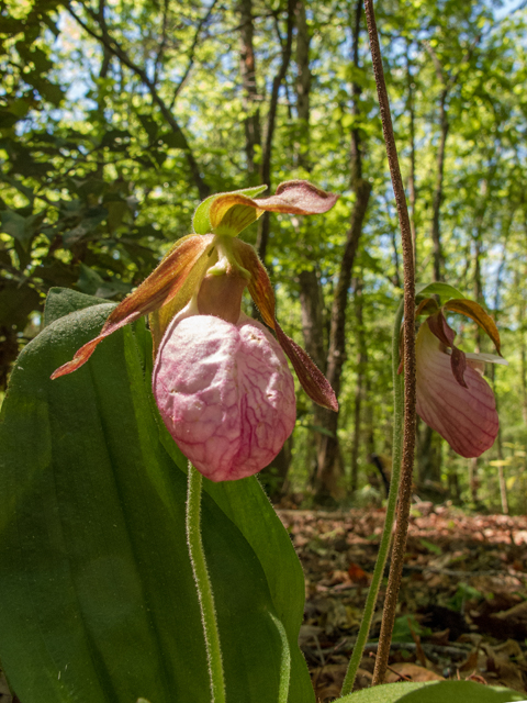 Cypripedium acaule (Moccasin flower) #58536