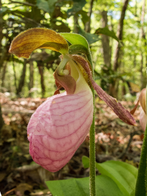 Cypripedium acaule (Moccasin flower) #58537