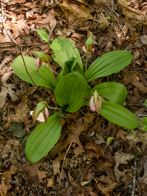 Cypripedium acaule (Moccasin flower) #58538