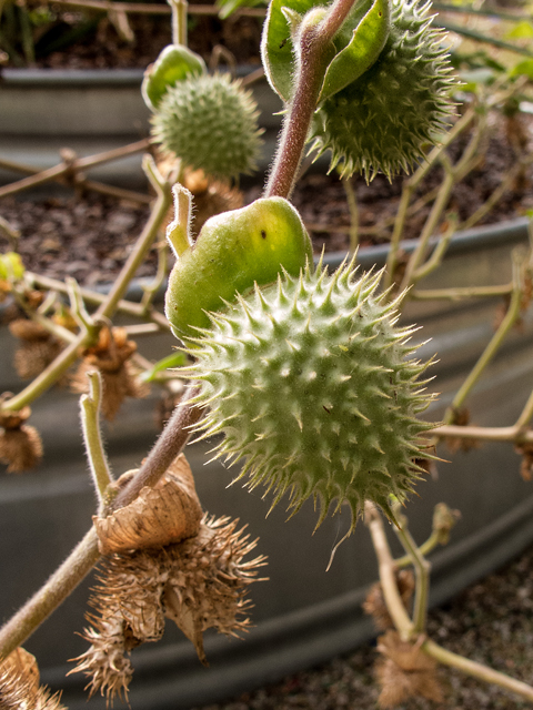 Datura wrightii (Jimsonweed) #59578