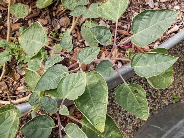 Datura wrightii (Jimsonweed) #59580