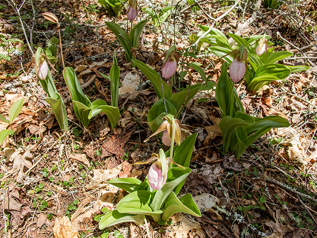 Cypripedium acaule (Moccasin flower) #66585