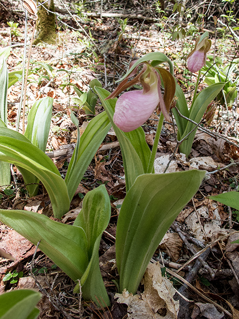 Cypripedium acaule (Moccasin flower) #66586