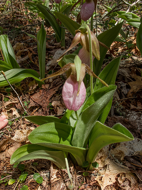 Cypripedium acaule (Moccasin flower) #66587