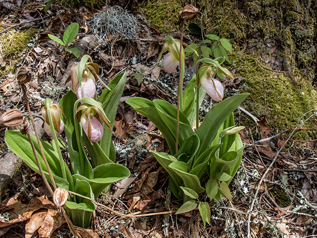 Cypripedium acaule (Moccasin flower) #66589