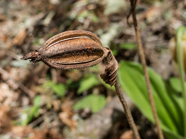 Cypripedium acaule (Moccasin flower) #66590