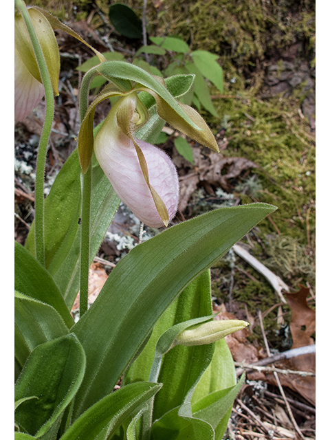 Cypripedium acaule (Moccasin flower) #66592