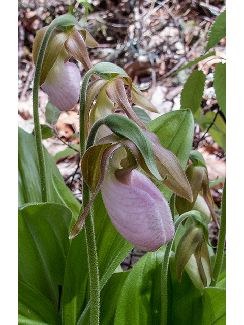 Cypripedium acaule (Moccasin flower) #66593