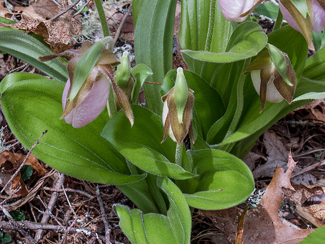 Cypripedium acaule (Moccasin flower) #66598