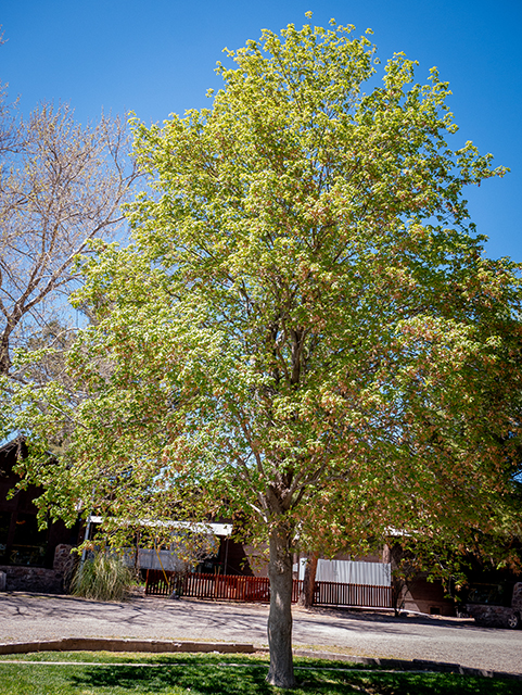 Acer grandidentatum (Bigtooth maple) #83355