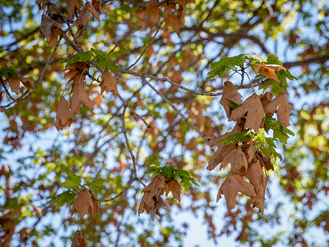 Acer grandidentatum (Bigtooth maple) #83356