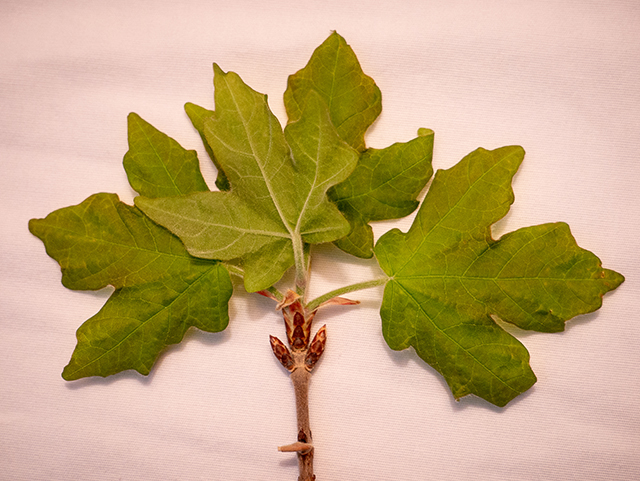 Acer grandidentatum (Bigtooth maple) #83357