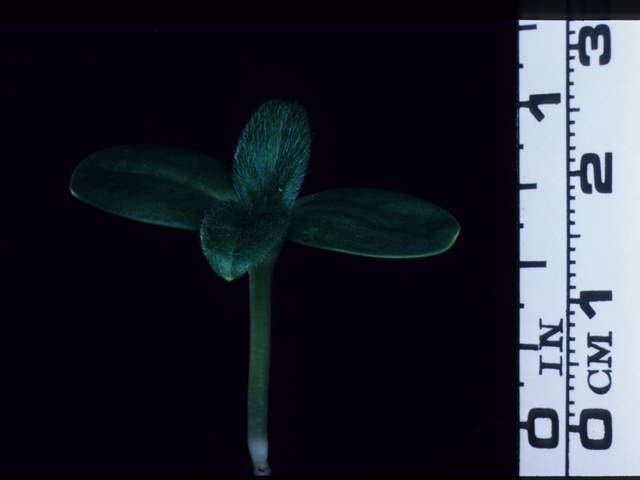 Helianthus annuus (Common sunflower) #20406