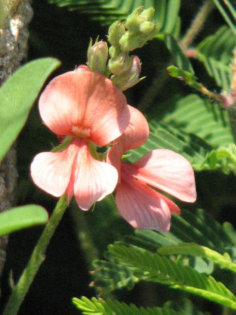 Indigofera miniata (Scarlet pea) #26549