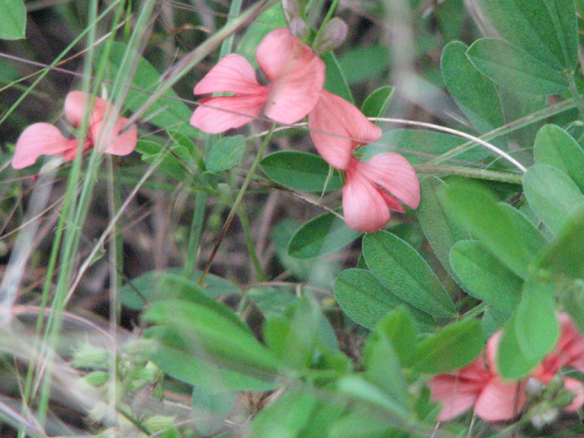 Indigofera miniata (Scarlet pea) #26555