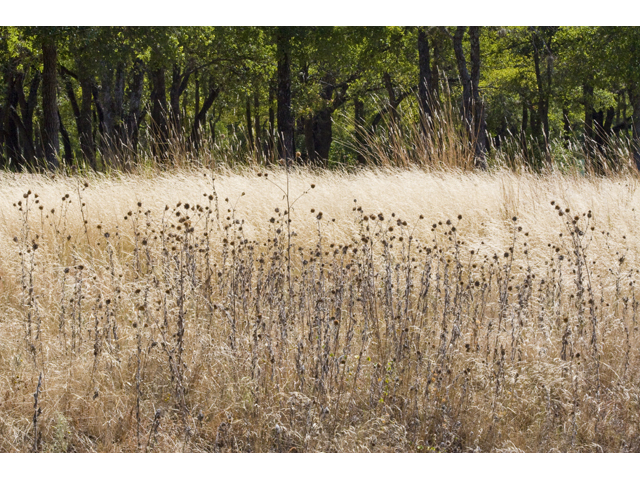 Helianthus annuus (Common sunflower) #27617