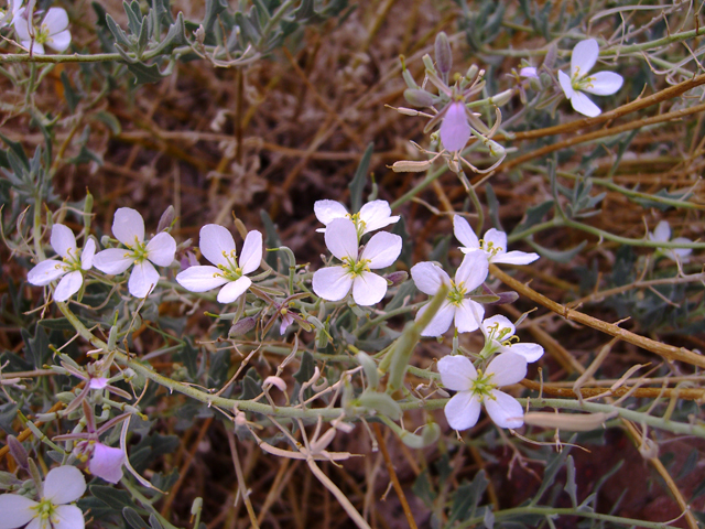 Nerisyrenia camporum (Bicolor fanmustard) #20746