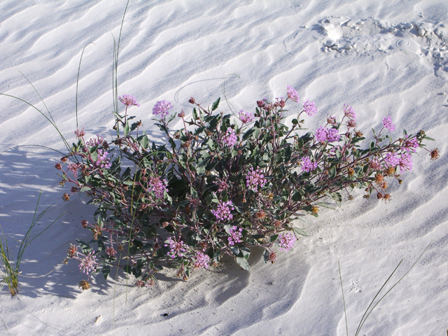 Abronia angustifolia (Purple sand verbena) #20761