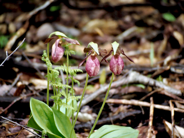 Cypripedium acaule (Moccasin flower) #27383