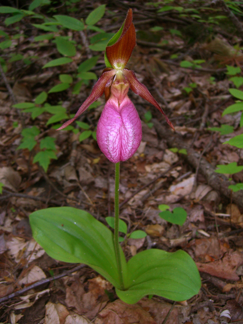 Cypripedium acaule (Moccasin flower) #27397