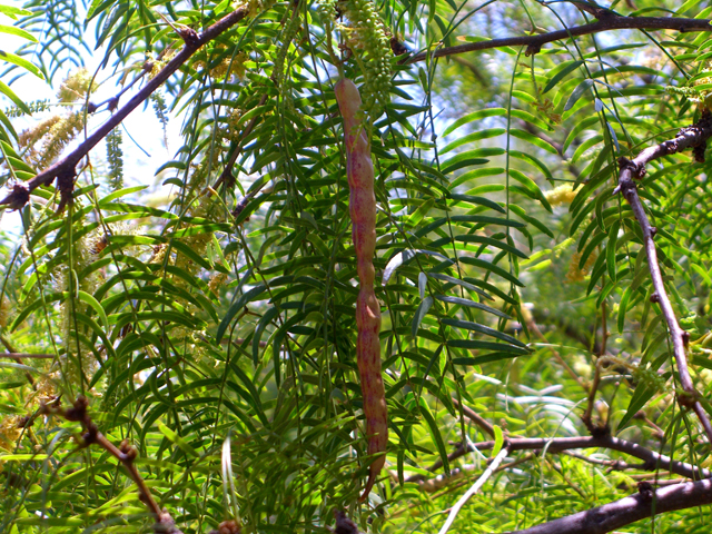 Prosopis glandulosa (Honey mesquite) #27463