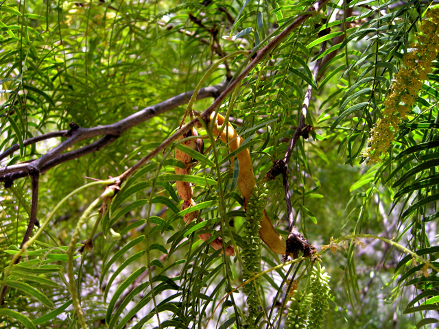 Prosopis glandulosa (Honey mesquite) #27465